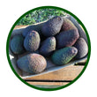 Medium Box of Avocados